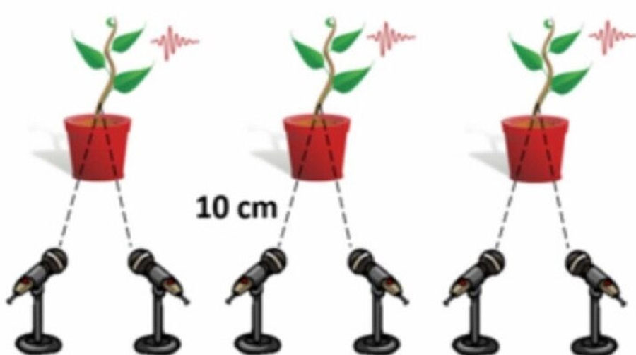 Растения умеют «кричать» вслух. Недавно мы впервые это услышали - 2