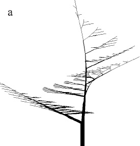 Рисунок 2.7a. Модели деревьев с симподиальным ветвлением Эоно и Кьюниай, полученные на L-systems.