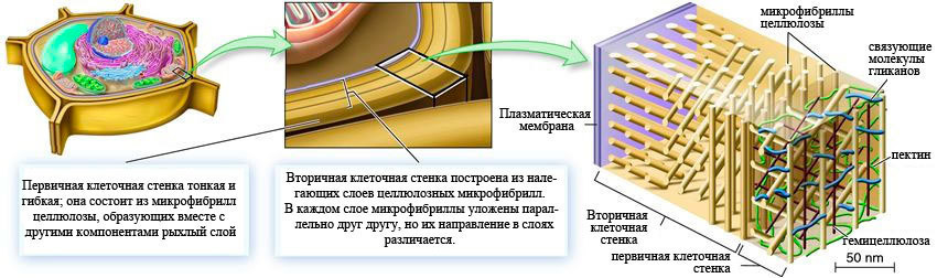 Бионическая инженерия: первые ростки - 6