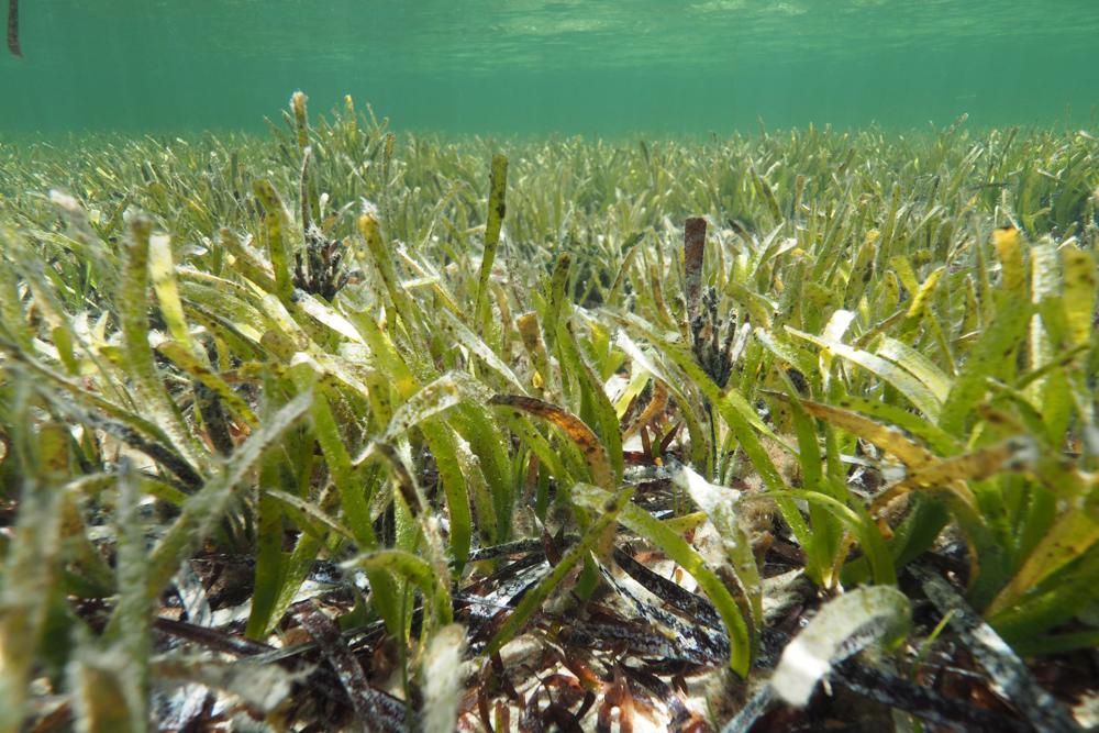 Часть луга с водорослями Posidonia australis в Австралии / Университет Западной Австралии / AP