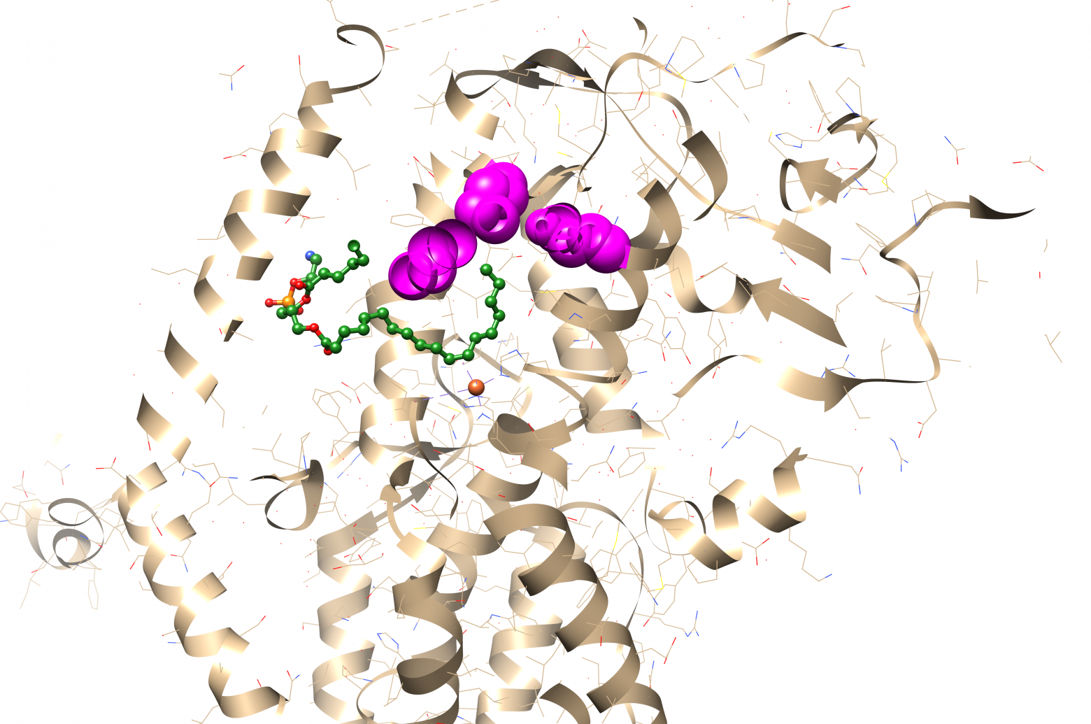 Рис. 6. Срез сайта связывания липоксигеназы ( структура PDB 4G33, фосфолипидный субстрат вместо жирной кислоты, смоделировано в UCSF Chimera). Триада аминокислотных остатков, образующая "дно" связывающего участка, показана в виде объёмной шаровой модели фиолетового цвета. Рис. 6. Срез сайта связывания липоксигеназы ( структура PDB 4G33, фосфолипидный субстрат вместо жирной кислоты, смоделировано в UCSF Chimera). Триада аминокислотных остатков, образующая "дно" связывающего участка, показана в виде объёмной шаровой модели фиолетового цвета.
