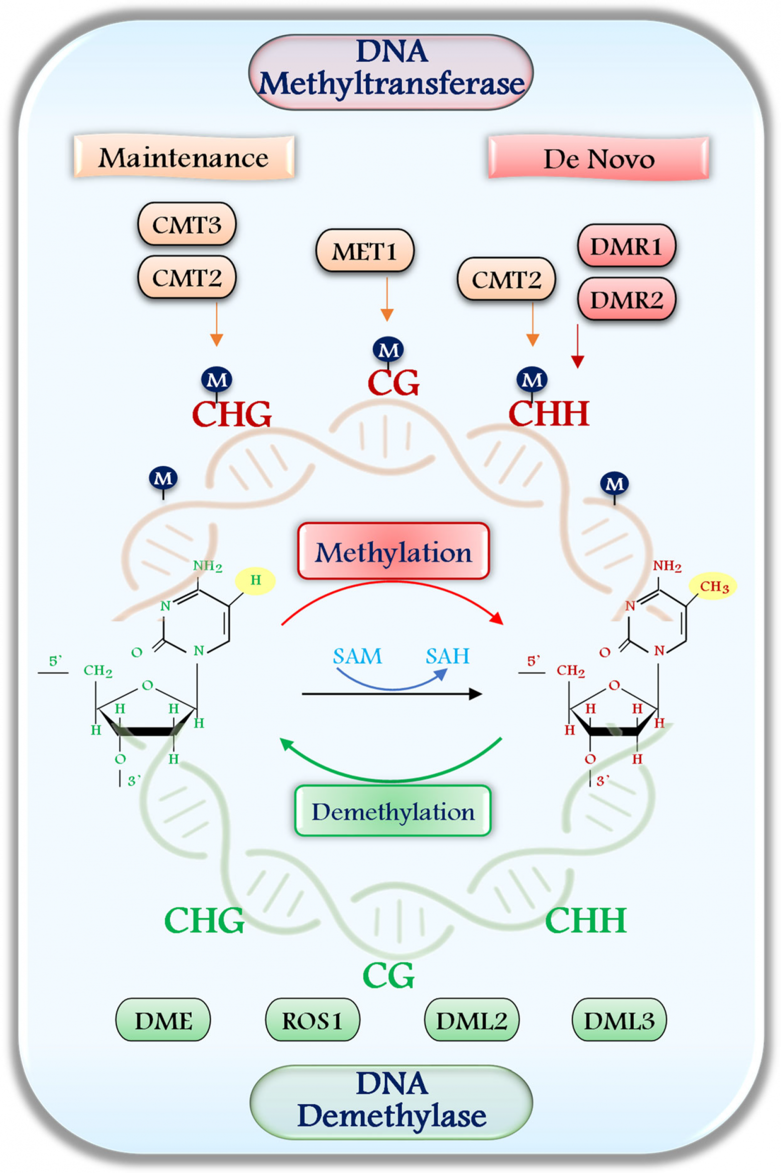  Представление метилирования ДНК по 5-метилцитозину (5mC) растительными ДНК-метилтрансферазами и деметилирования ДНК-деметилазами хорошо охарактеризовано на модельном растении Arabidopsis thaliana .1 -  Метилирование ДНК катализируется ДНК-метилтрансферазами, использующими S-аденозилметионин (SAM) в качестве донора метильной группы, что приводит к присоединению метильной группы к цитозиновым основаниям, с образованием 5-метилцитозина и высвобождением S-аденозилгомоцистеина (SAH). 2 - Метилирование в сайтах CG в первую очередь поддерживается метилтрансферазой 1 (MET1), тогда как метилирование CHG поддерживается хромометилазой 3 (CMT3) и хромометилазой 2 (CMT2). 3 -  Метилирование CHH, являющееся асимметричным, контролируется как CMT2, так и de novo метилтрансферазами, такими как DOMAINS RANGED METHYLTRANSFERASE 1 (DRM1) и DOMAINS RANGED METHYLTRANSFERASE 2 (DRM2). 4 -  Деметилирование ДНК, напротив, включает удаление метильных групп и осуществляется такими ферментами, как REPRESSOR OF SILENCING 1 (ROS1), DEMETER (DME), DEMETER-LIKE 2 (DML2) и DEMETER-LIKE 3 (DML3). 5 -  Этот активный процесс деметилирования ДНК играет ключевую роль в реверсии эпигенетических меток и тонкой настройке экспрессии генов, в ответ на сигналы развития и стимулы окружающей среды.  https://www.mdpi.com/2075-4655/9/3/31
