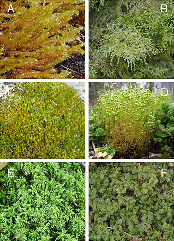 Мох в криминалистике - 2