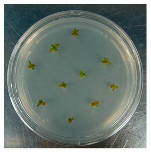 Примерно вот так