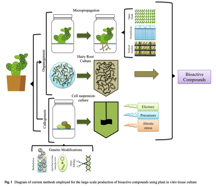 Схема современных методов, применяемых для крупномасштабного получения биологически активных соединений с использованием культуры растительных тканей in vitro
