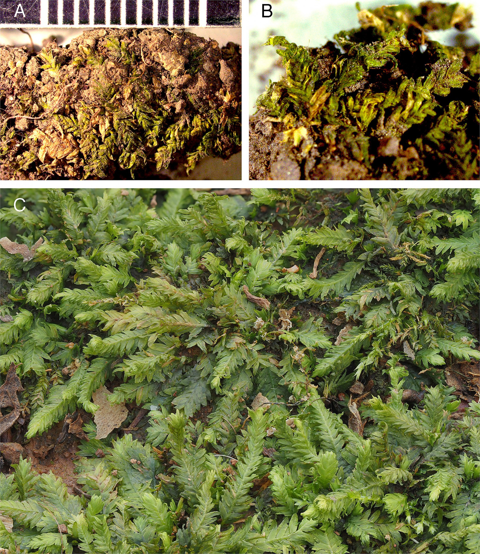 Зеленый свидетель: как мох опроверг алиби подозреваемого - 2 Зеленый свидетель: как мох опроверг алиби подозреваемого - 2