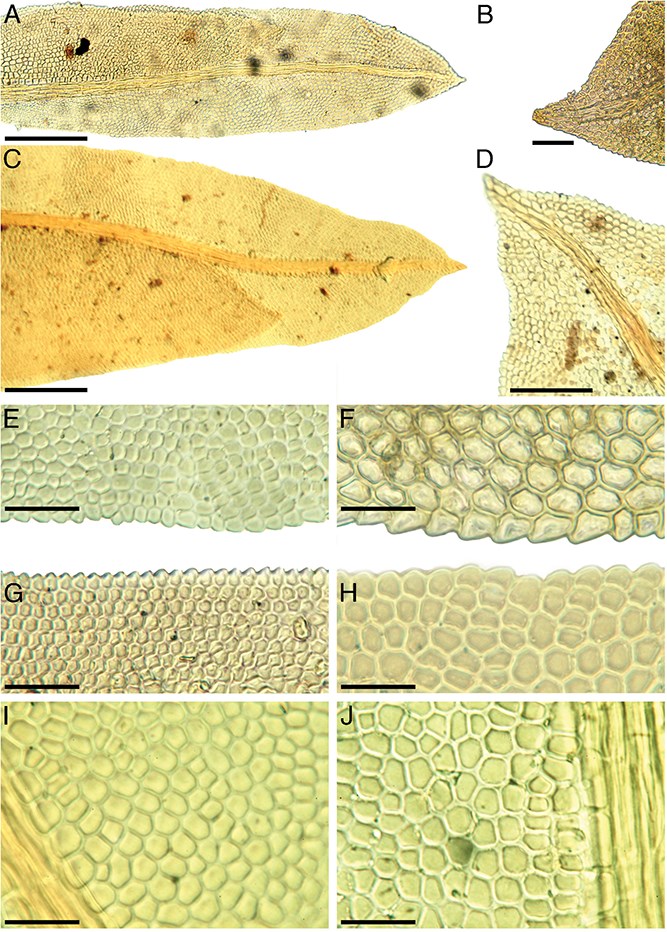 Зеленый свидетель: как мох опроверг алиби подозреваемого - 3 Зеленый свидетель: как мох опроверг алиби подозреваемого - 3