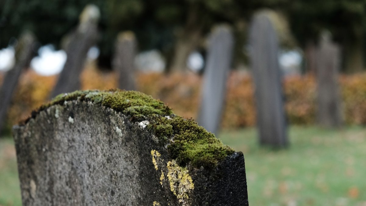 Зеленый свидетель: как мох опроверг алиби подозреваемого - 1 Зеленый свидетель: как мох опроверг алиби подозреваемого - 1