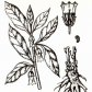 Скополия карниолийская (Scopolia carniolica Jacq.)
