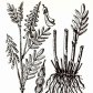 Копеечники альпийский и желтеющий (Hedysarum alplnum L., Н. flavescens Regel.et Schalh.)