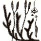 Плаун булавовидный (Lycopodium clavatum L.), часть 2