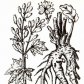 Ревень тангутский (Rheum palmatum var. tanguticum Maxim.)