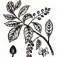 Черемуха обыкновенная (Padus racemosa Gilib.)