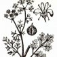 Кориандр посевной (Coriandrum sativum L.)