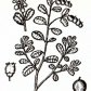 Брусника обыкновенная (Vaccinium vitis idaea L.), часть 2