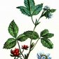 Костяника каменистая (Rubus saxatilis L.)