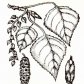 Тополь черный (Populus nigra L.)