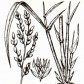 Рис посевной (Oryza sativa L.)