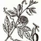 Пассифлора инкарнатная (Passiflora incarnata L.)