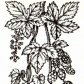 Хмель обыкновенный (Humulus lupulus L.)