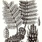 Щитовник мужской (Dryopteris filix mas Schott.)