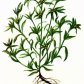 Сушеница болотная (Gnaphalium uliginosum L.)