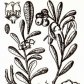 Толокнянка обыкновенная (Arctostaphylos uva ursi Spr.)
