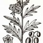 Паслен дольчатый (Solarium laclniatum Ait.)