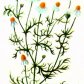 Ромашка аптечная (Matricaria chamomilla L.)