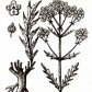 Патриния средняя (Patrinia intermedia Roem. et Schult.)