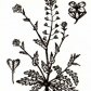 Пастушья сумка обыкновенная (Capsella bursa pastoris Medis.)