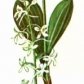 Любка двулистная (Platanthera bifolia L. С. Rich.)