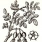Шиповник майский (Rosa cinnamomea L.)