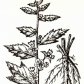 Алтей лекарственный (Althaea officinalis L.)