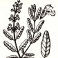 Шалфей лекарственный (Salvia officinalis L.)