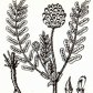 Астрагал шерстистоцветковый (Astragalus dasyanthus Pall.)