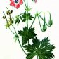 Герань болотная (Geranium palustre L.)