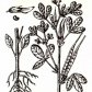Пажитник сенной (Trigonella foenum graecum L.)
