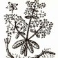 Марена красильная (Rubla tinctorum L.)