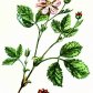 Княженика арктическая (Rubus arcticus L.)