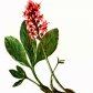 Вахта трехлистная (Menyanthes trifoliata L.)