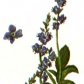 Вероника лекарственная (Veronica officinalis L.)