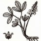 Трилистник водяной (Menyanthes trifoliata L.), часть 2