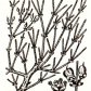 Эфедры хвощевая и средняя, или промежуточная (Ephedra equisetina Bge., Е. intermedia Schrenk.)