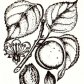 Абрикос обыкновенный (Armeniaca vulgaris Lam.)