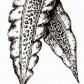 Ламинария японская, сахаристая и пальчаторассеченная (Laminaria japonica Aresch., L. saccharina Lamour, L. digitata Lamour)