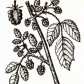 Малина обыкновенная (Rubus idaeus L.)