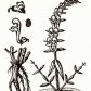 Шлемник байкальский (Scutellaria baicalensis Georgi)