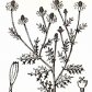 Ромашка аптечная (Matricaria recutita L.)