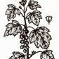 Смородина черная (Ribes nigrum L.)
